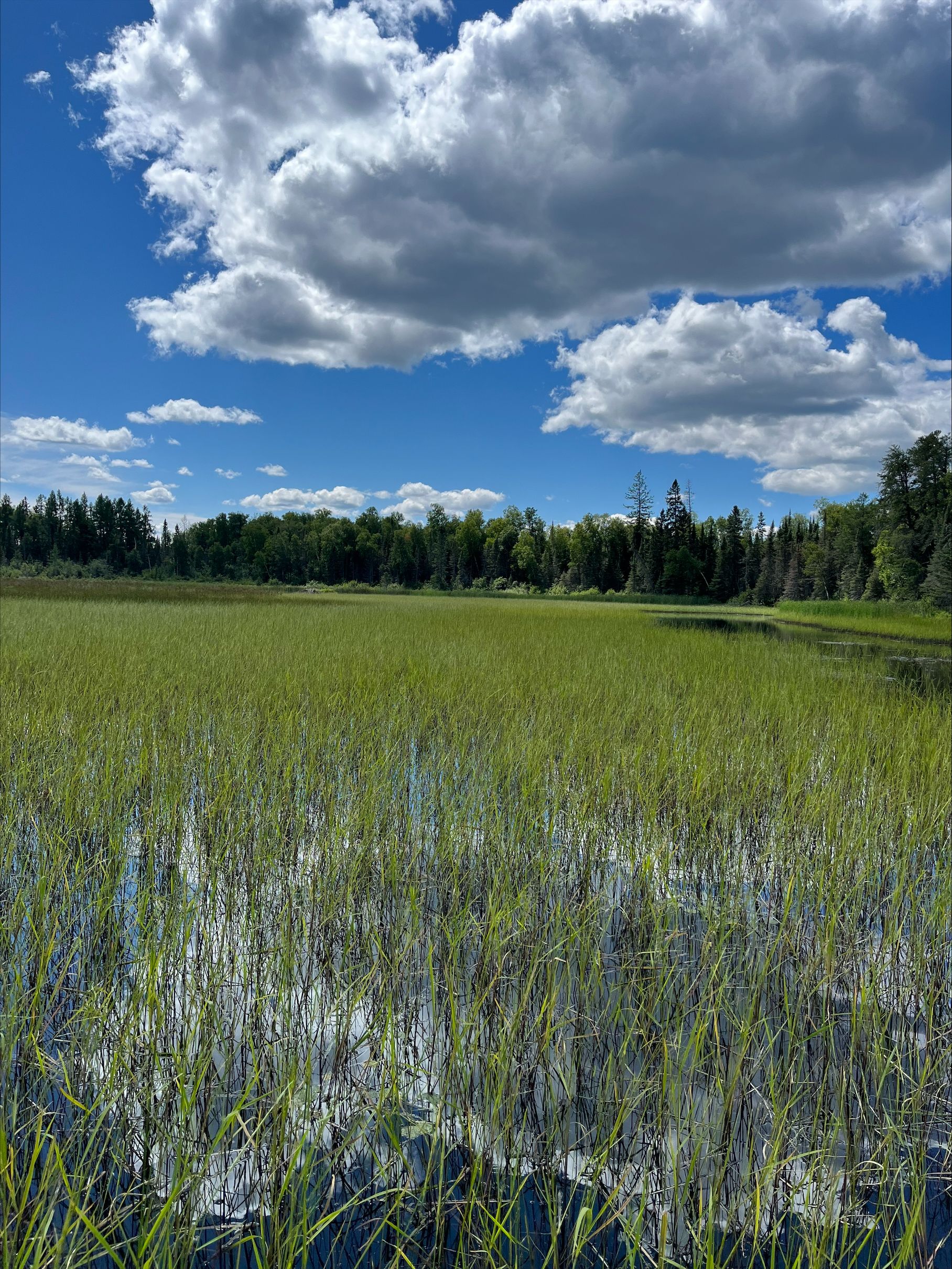 Image of wild rice in mid August